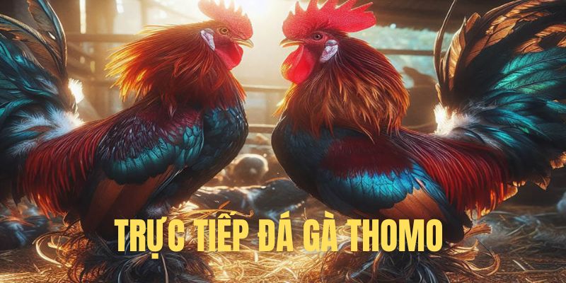 Trực tiếp đá gà Thomo - Đấu trường đá gà đỉnh cao của Việt Nam tại Sunwin