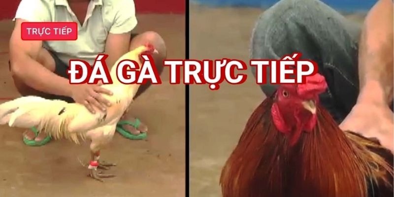 Đắm chìm vào thế giới đá gà trực tiếp với bình luận chuyên sâu tại Sunwin